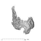 SK 858.861.883 Paranthropus robustus mandible anterior