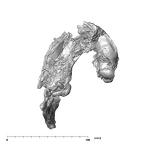 SK 858.861.883 Paranthropus robustus mandible inferior