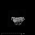 SK 858.861.883 Paranthropus robustus mandible internal