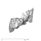 SK 858.861.883 Paranthropus robustus mandible lateral left