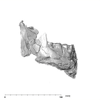 SK 858.861.883 Paranthropus robustus mandible lateral right