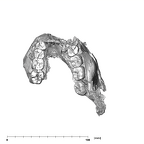 SK 858.861.883 Paranthropus robustus mandible occlusal