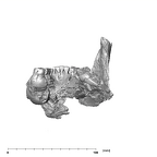 SK 858.861.883 Paranthropus robustus mandible posterior
