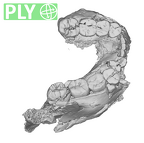 SK 858.861.883 Paranthropus robustus mandible ply