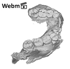 SK 858.861.883 Paranthropus robustus mandible ply movie