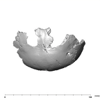 SK 859 Paranthropus robustus basicranium inferior
