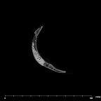SK 859 Paranthropus robustus basicranium internal