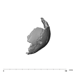 SK 859 Paranthropus robustus basicranium lateral left