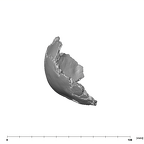 SK 859 Paranthropus robustus basicranium lateral right
