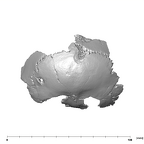 SK 859 Paranthropus robustus basicranium posterior
