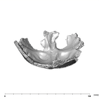 SK 859 Paranthropus robustus basicranium superior