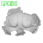 SK 859 Paranthropus robustus basicranium ply