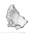 SK 859 Paranthropus robustus cranial fragment 1 1