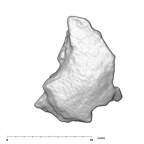 SK 859 Paranthropus robustus cranial fragment 1 2