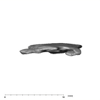 SK 859 Paranthropus robustus cranial fragment 1 3