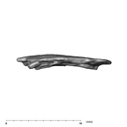SK 859 Paranthropus robustus cranial fragment 1 4