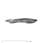 SK 859 Paranthropus robustus cranial fragment 1 5