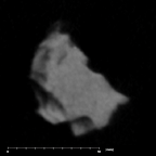 SK 859 Paranthropus robustus cranial fragment 1 internal