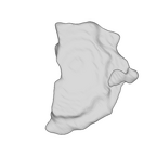SK 859 Paranthropus robustus cranial fragment 1 ply