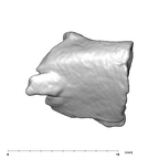 SK 859 Paranthropus robustus cranial fragment 2 1