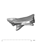 SK 859 Paranthropus robustus cranial fragment 2 2