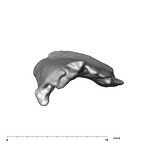SK 859 Paranthropus robustus cranial fragment 2 3