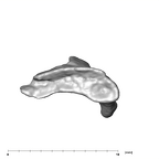 SK 859 Paranthropus robustus cranial fragment 2 4