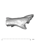 SK 859 Paranthropus robustus cranial fragment 2 5
