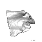 SK 859 Paranthropus robustus cranial fragment 2 6