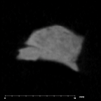 SK 859 Paranthropus robustus cranial fragment 2 internal