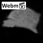 SK 859 Paranthropus robustus cranial fragment 2 ct stack movie