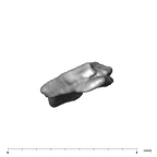 SK 859 Paranthropus robustus cranial fragment 3 2