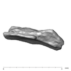SK 859 Paranthropus robustus cranial fragment 3 3
