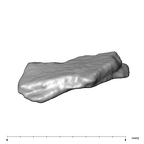 SK 859 Paranthropus robustus cranial fragment 3 4