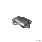 SK 859 Paranthropus robustus cranial fragment 3 5