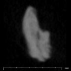 SK 859 Paranthropus robustus cranial fragment 3 internal