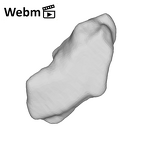 SK 859 Paranthropus robustus cranial fragment 3 ply movie