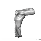 SK 859 Paranthropus robustus vertebral fragment 1