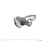 SK 859 Paranthropus robustus vertebral fragment 2