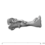 SK 859 Paranthropus robustus vertebral fragment 3