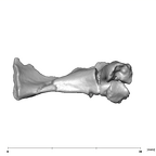 SK 859 Paranthropus robustus vertebral fragment 4