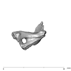 SK 859 Paranthropus robustus vertebral fragment 5