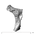 SK 859 Paranthropus robustus vertebral fragment 6