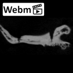 SK 859 Paranthropus robustus vertebral fragment ct stack movie