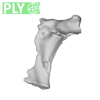 SK 859 Paranthropus robustus vertebral fragment ply