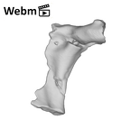 SK 859 Paranthropus robustus vertebral fragment ply movie