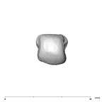 SK 85 Homo erectus left fourth metacarpal distal