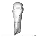 SK 85 Homo erectus left fourth metacarpal dorsal