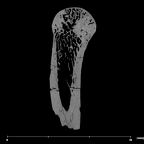 SK 85 Homo erectus left fourth metacarpal internal