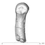 SK 85 Homo erectus left fourth metacarpal lateral